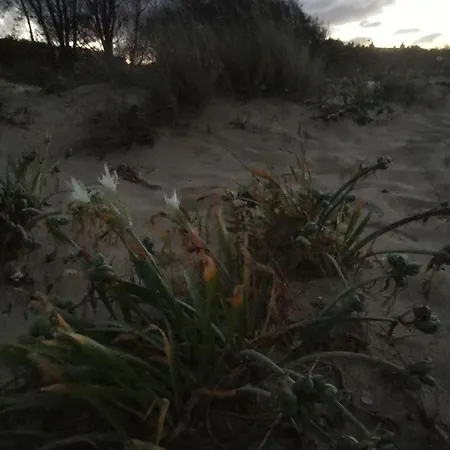 Lily - 408a Szozopol